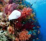 Hawaii backs ban on bags featured image