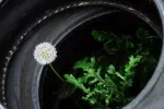 A blossoming future for tyre material? featured image