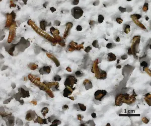 Worms take bite out of global plastics problem featured image