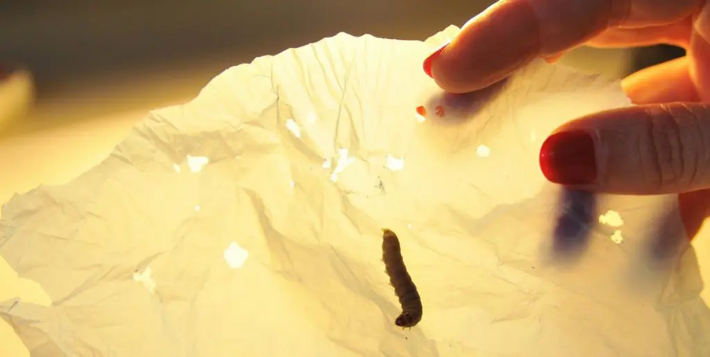 Hungry caterpillar the new sidekick for plastics recyclers? featured image