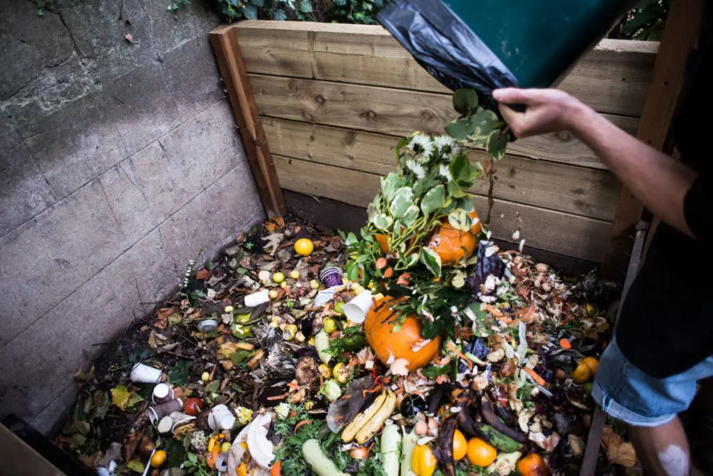 ‘More efficient’ route to harnessing food waste’s potential featured image