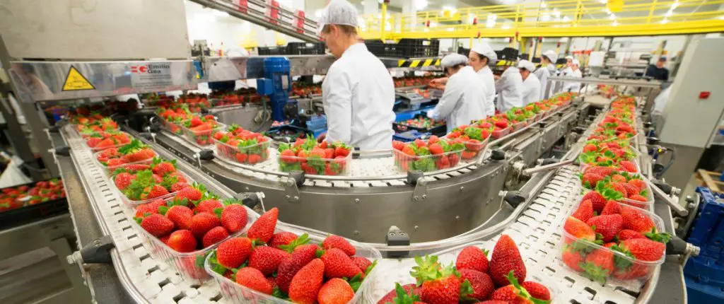 Dutch recyclers embracing ‘tray-2-tray’ technology featured image