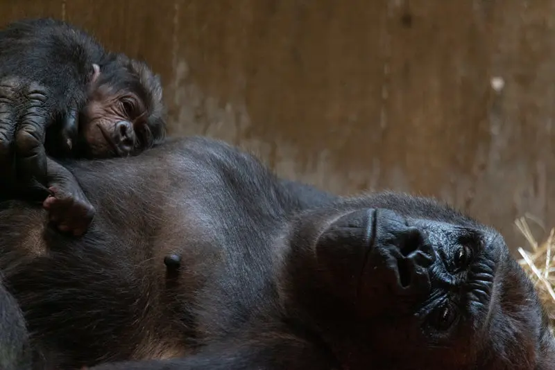 Dallas Zoo saves the gorillas, one phone at a time featured image