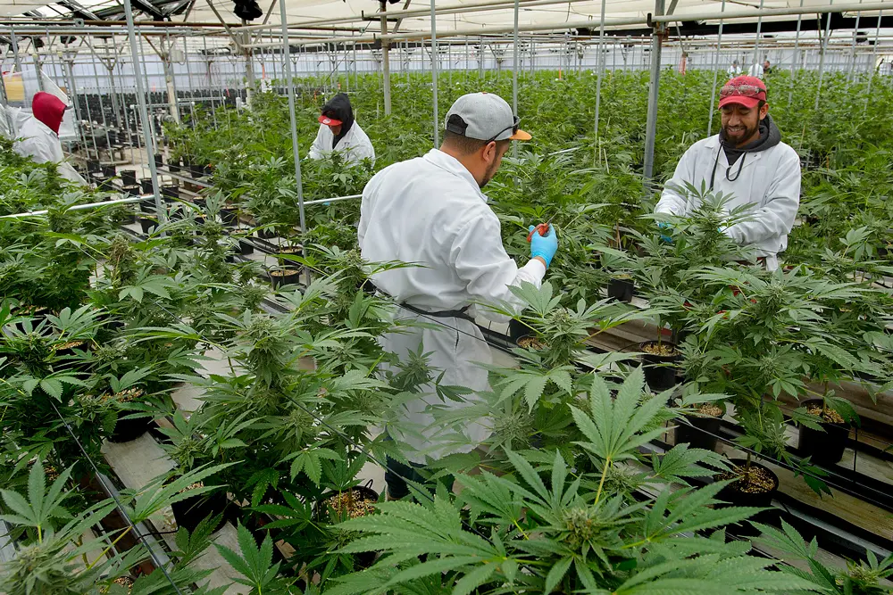 TerraCycle: even cannabis packaging can be recycled featured image