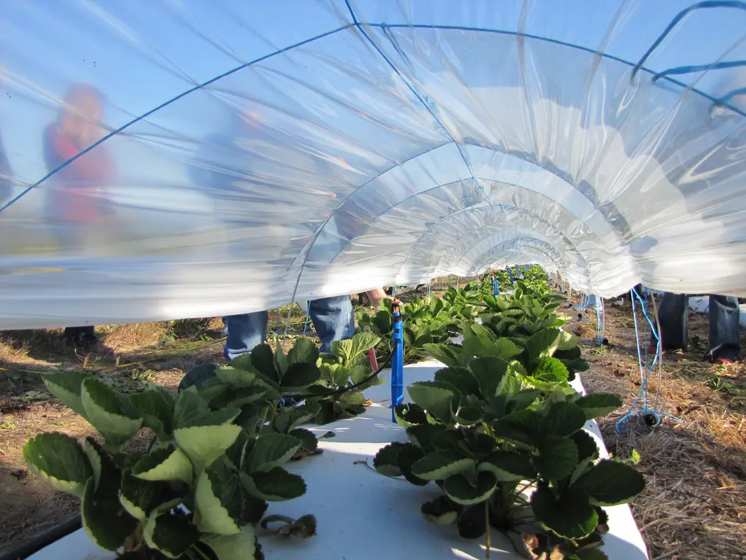 Farm plastics under the microscope featured image