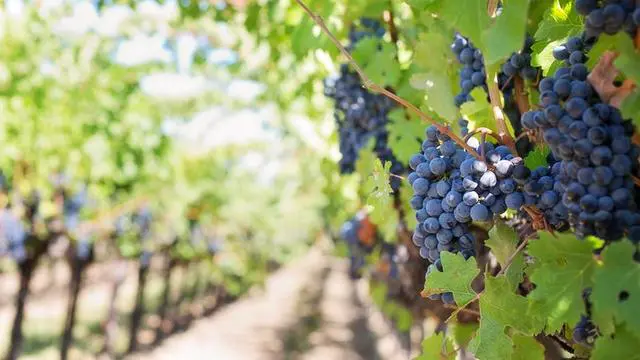 Building homes of the future with vineyard waste featured image