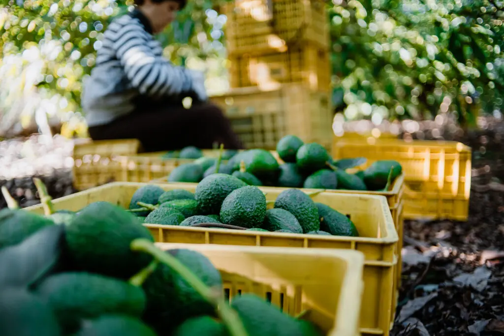 Netafim envisions ‘green’ agricultural plastics for Mexico featured image