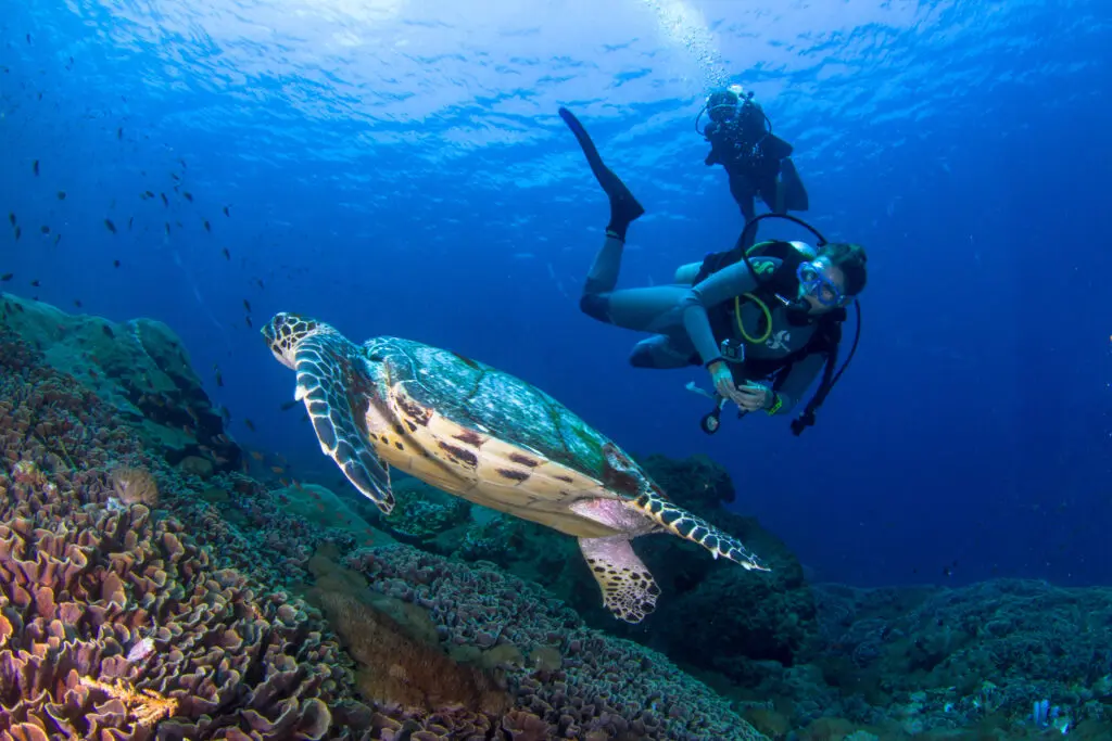 More turtles, less plastic featured image