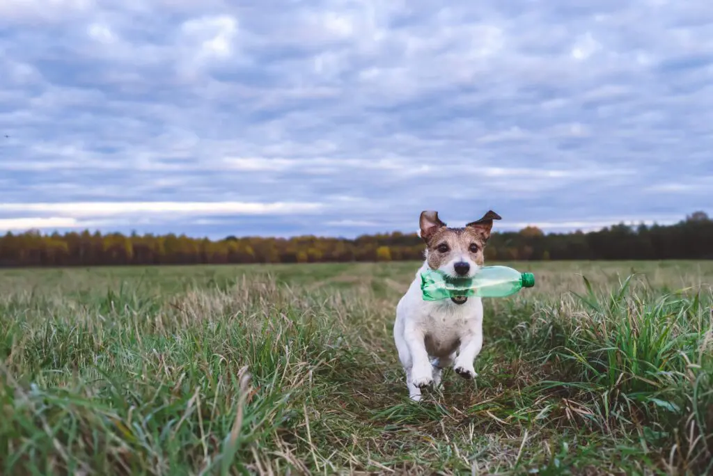 Napcor reports ‘healthy’ demand for rPET featured image