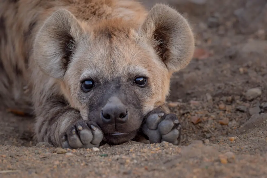 Nature reserve bins are hyena-proof featured image