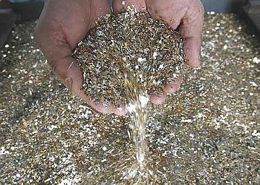Bacteria used to recover gold from e-scrap featured image